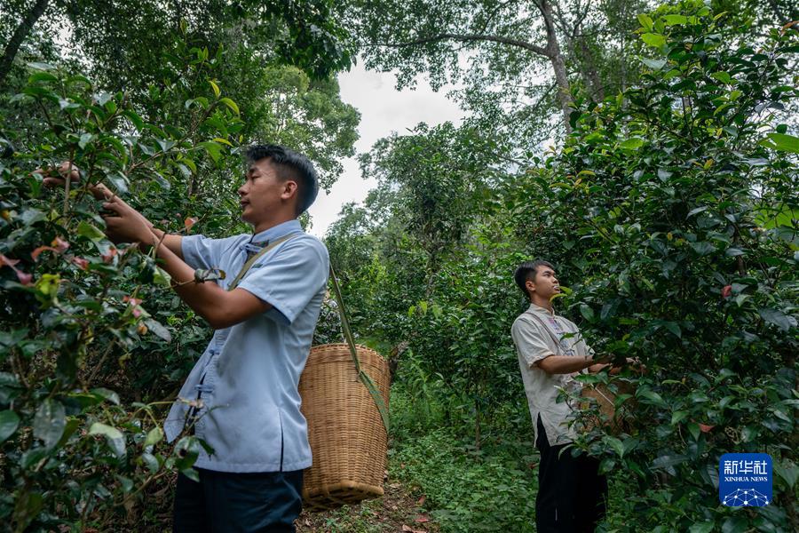 （社会）（3）“普洱景迈山古茶林文化景观”成功申遗