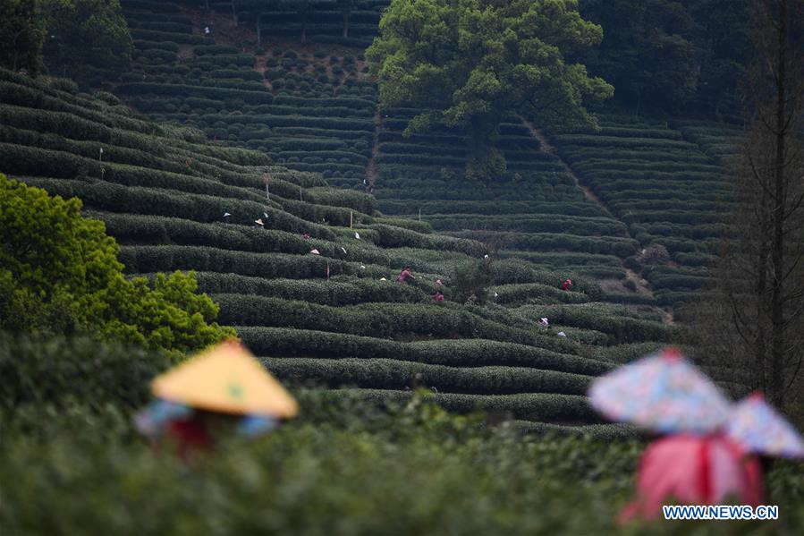 CHINA-HANGZHOU-WEST LAKE LONGJING TEA-HARVEST (CN)