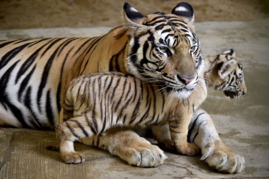 bengal tiger newborn cubs