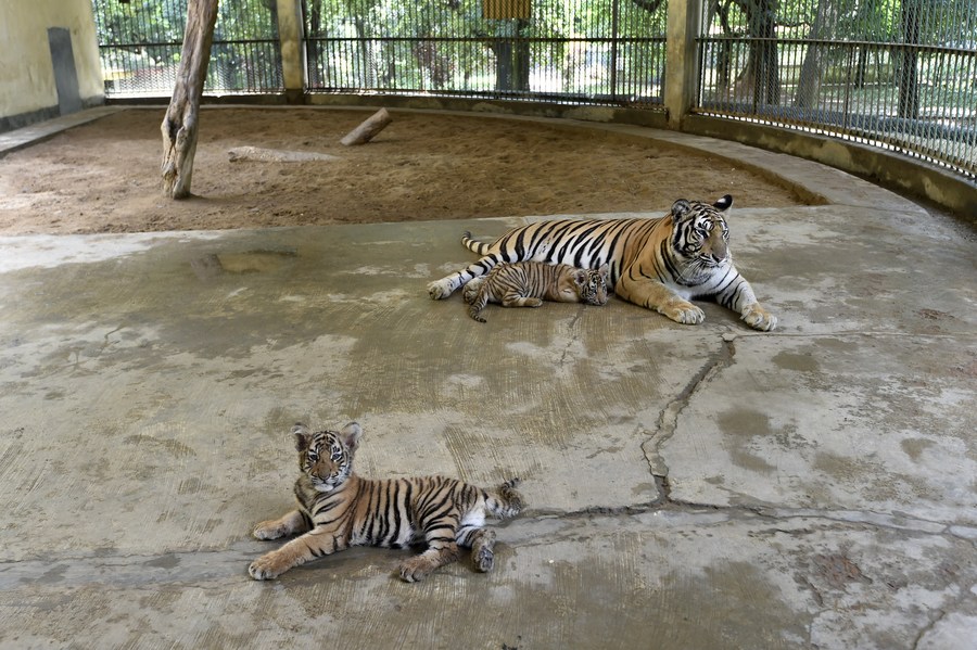 Asia Album: 2 Royal Bengal Tiger cubs playing with mother at zoo