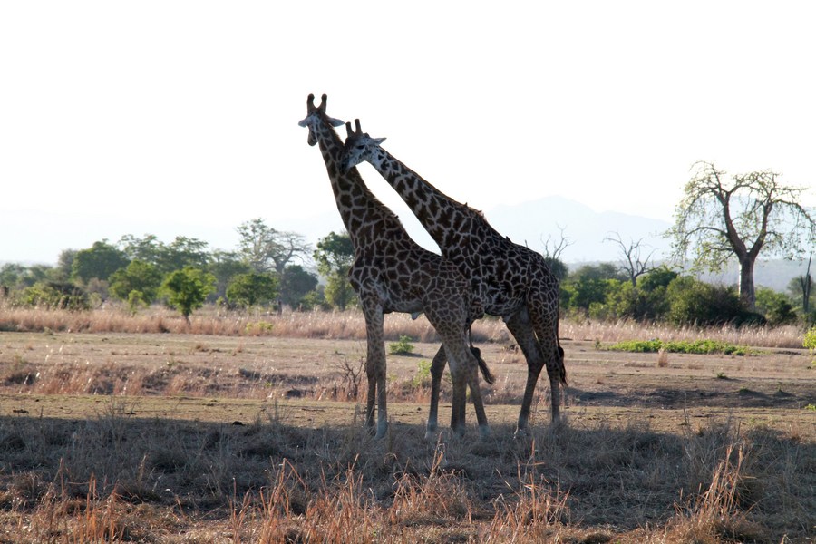 Tanzania Steps Up Efforts To Save Giraffes From Skin Disease Xinhua