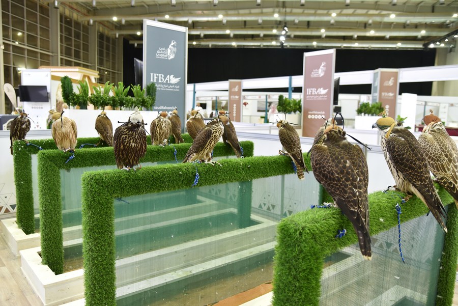 Saudi Falcon Auction Sees Ultra-White Hur Falcon Fetch $146,000