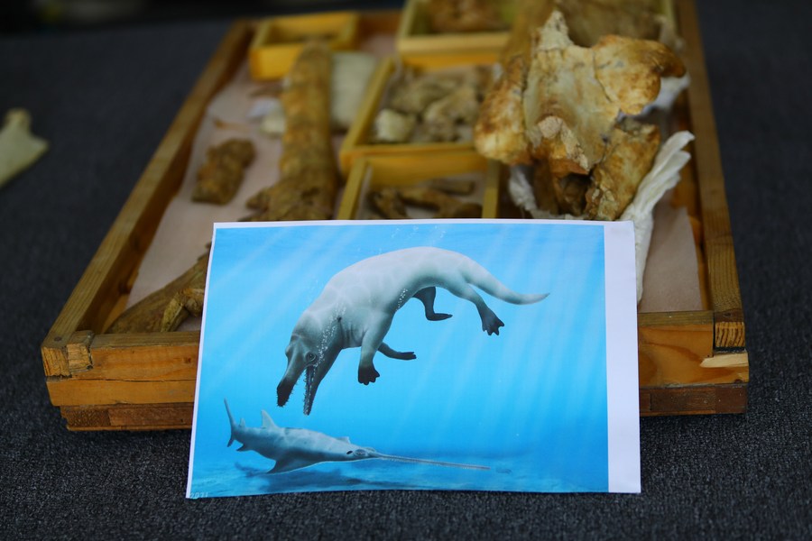 Egypt's Discovery Of Ancient 4-legged Whale Leap In Paleontology ...