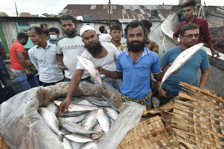 900px x 599px - Peak fishing season of Hilsa fish in Bangladesh - Xinhua
