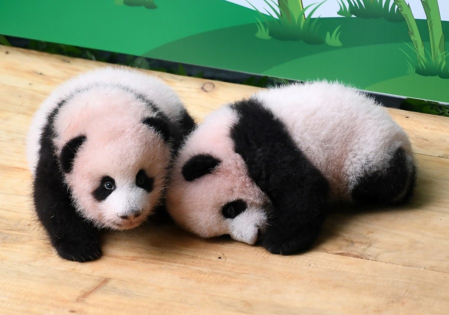 giant panda cubs
