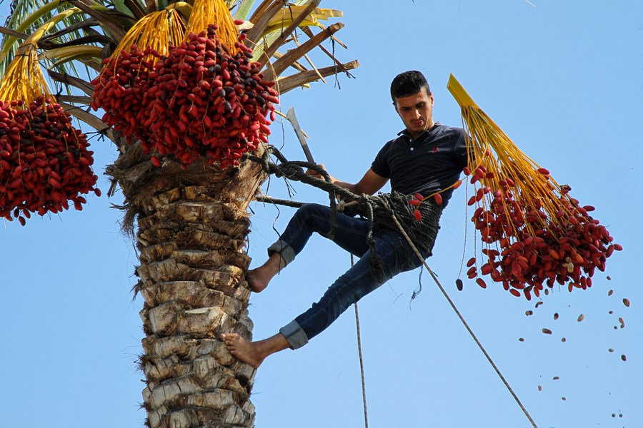 Mideast in Pictures Time to harvest dates in Gaza Xinhua