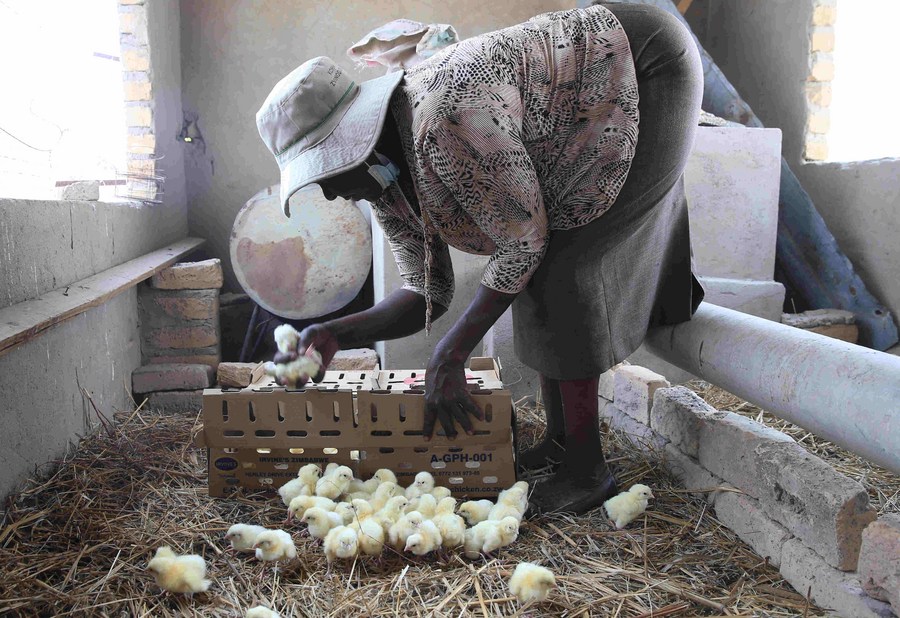 Irvine's Poultry Farming