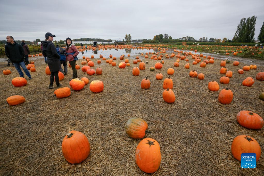 Pumpkin Patch Activity Held In Richmond Canada Xinhua