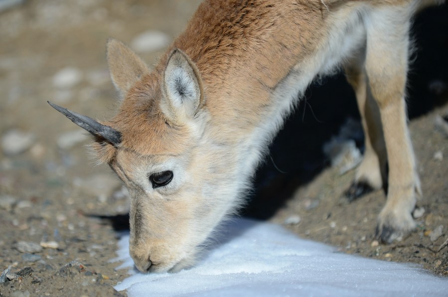 tibetan antelope baby