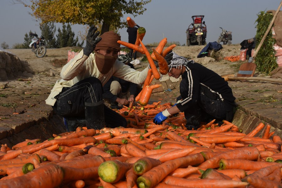 Asia Album Carrot Harvest Season In Afghanistan Xinhua