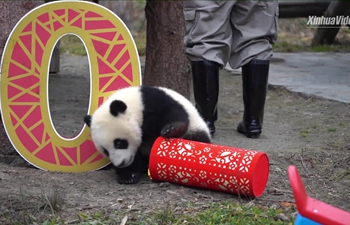 Cutest ever! Baby pandas pay a happy New Year call