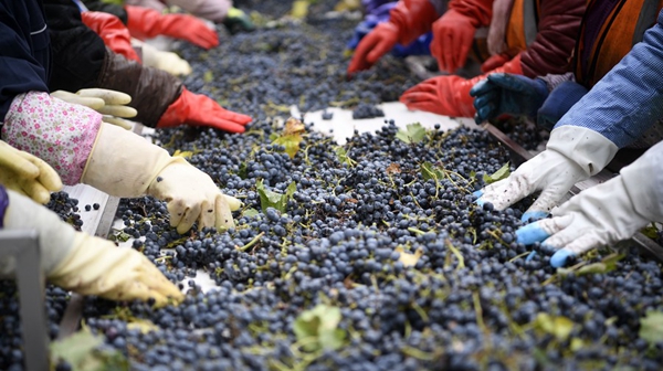 Burgeoning Chinese wineries wow world's connoisseurs
