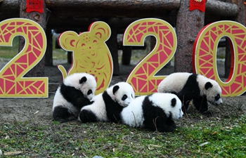 Giant panda cubs born in 2019 seen in Wolong National Nature Reserve, Sichuan