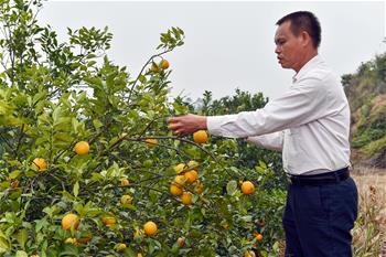 【高清图集】又现"红橙滚滚"——广东廉江科技攻关让果农增收