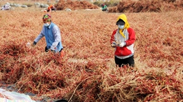 河套農戶：“慧”種辣椒 豐産增效