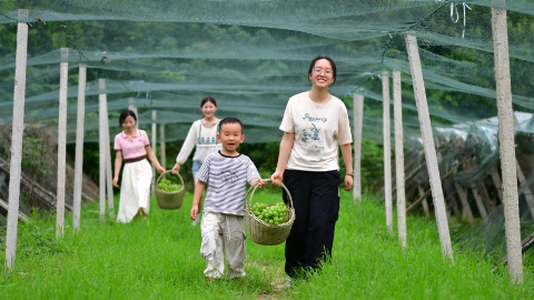 安徽肥西：葡萄收获忙