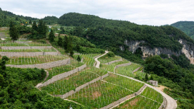 重庆彭水：中草药特色产业促农增收