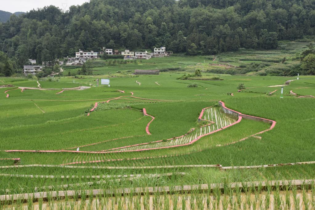 贵州：特色生态农业助力乡村振兴迈