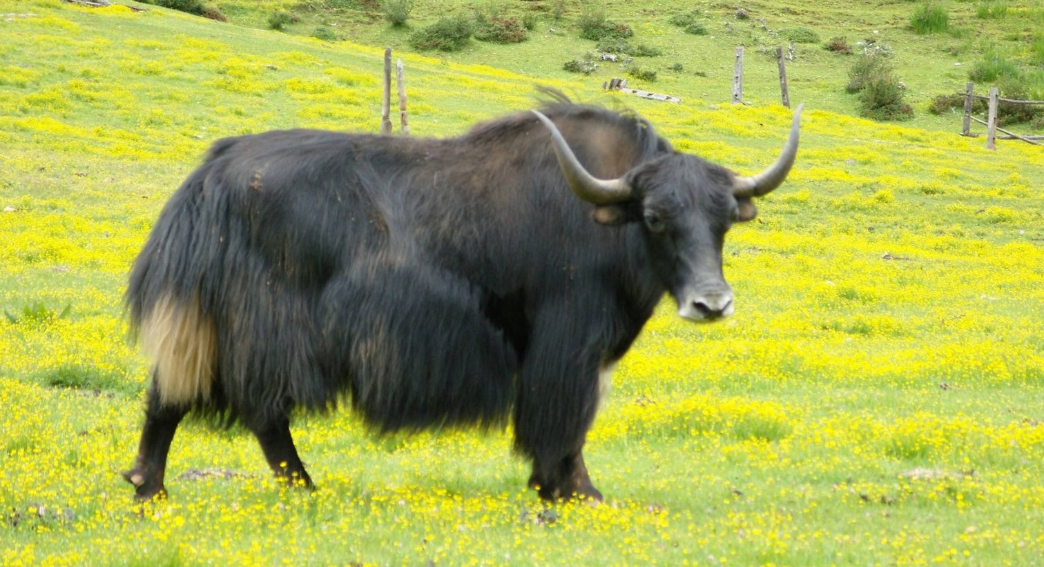 讓青海牦牛真正“牛”起來——專訪青海省農業農村廳副廳長馬清德