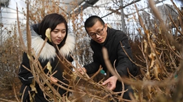 虎年春节,《山海情》出续集了?