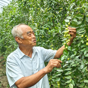 山东乐陵：枣乡飘香秋正好-