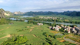 新榨季广西蔗区走访见闻:甘蔗迎丰收 生活更甜蜜