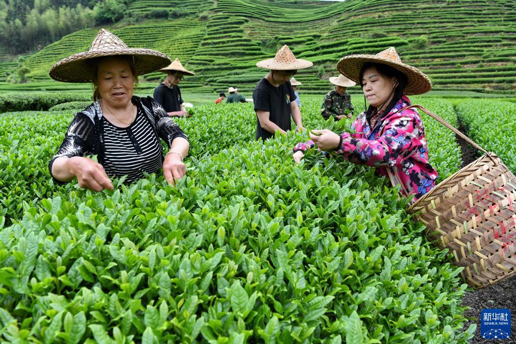 福建武夷山：茶乡春色好 茶农采茶忙