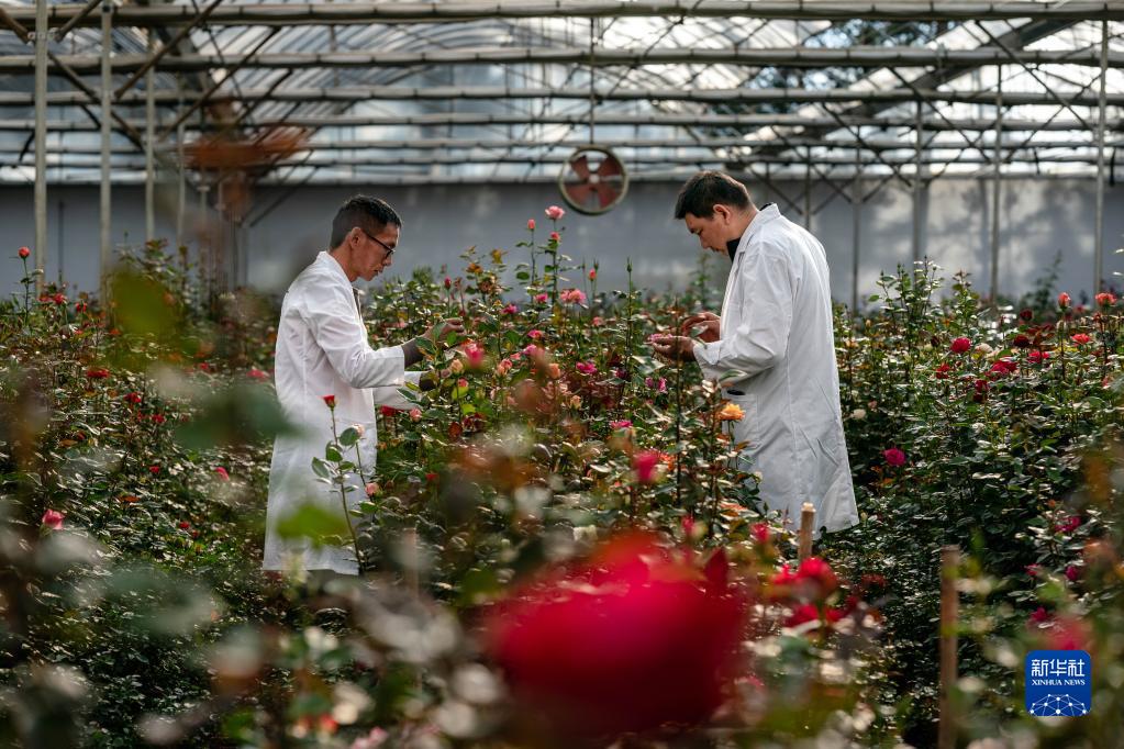 四季中国丨春日里他们为云南花卉赋予“芯”动能-新华网