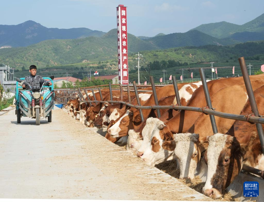 河北隆化：发展肉牛养殖助力乡村振兴