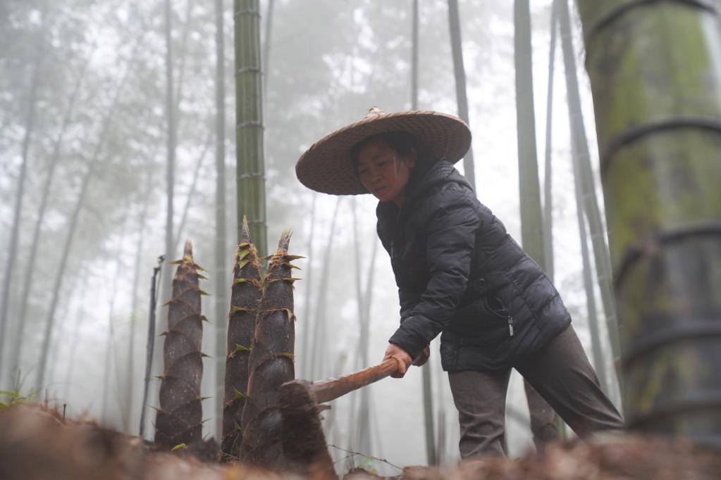 貴州赤水楠竹筍開始采收