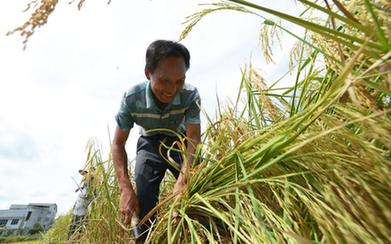 貴州綏陽：搶收水稻保豐收