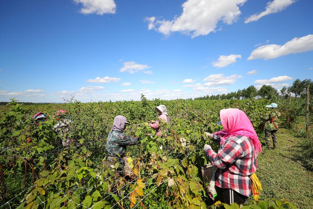 遼寧法庫：樹莓迎來豐收“黃金期”