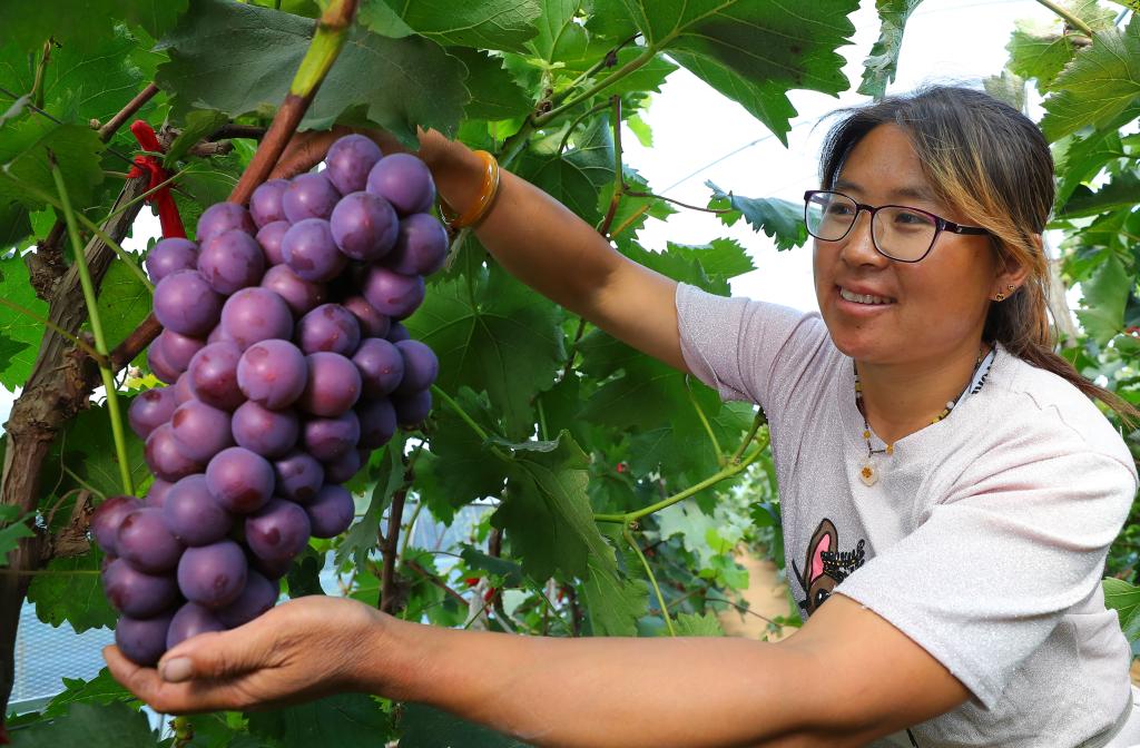 葡萄豐收富農家