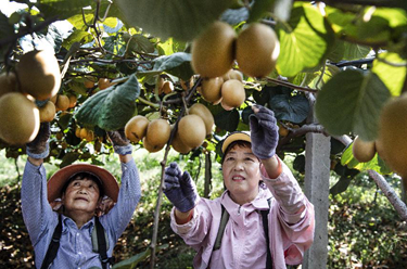 陜西城固：發展集約化優質獼猴桃基地
