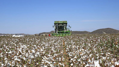 我國最大産棉區新疆進入棉花採收期