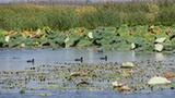 新華全媒+丨十八聯圩濕地：巢湖岸邊的生態畫卷