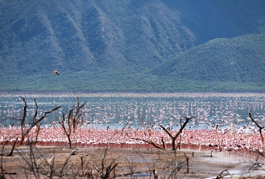 濕地之美丨肯尼亞博戈裏亞湖國家保護區