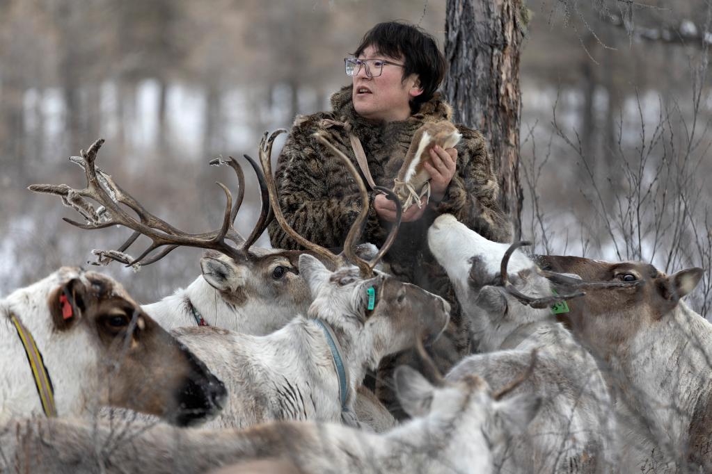 新華全媒+丨使鹿部落馴鹿飼養人覺樂的“荒野生存”