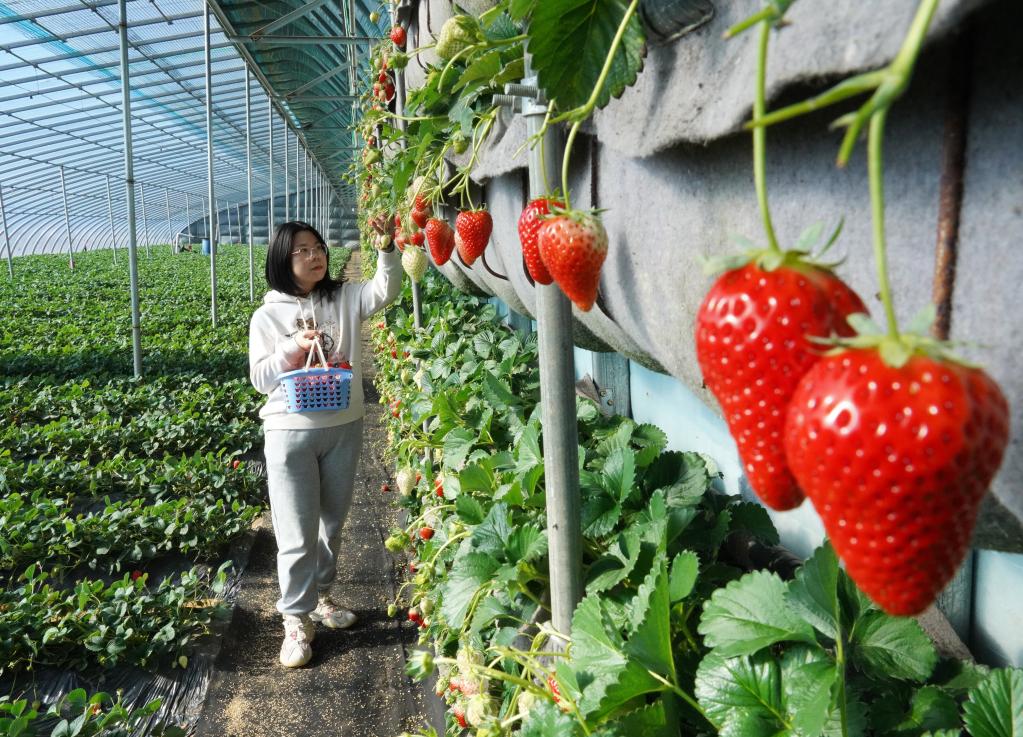 河北昌黎：草莓飄香採摘忙