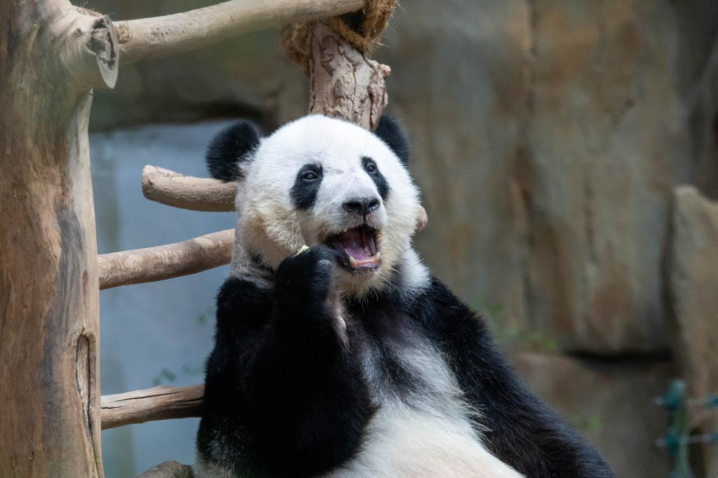 馬來西亞：一起去看大熊貓