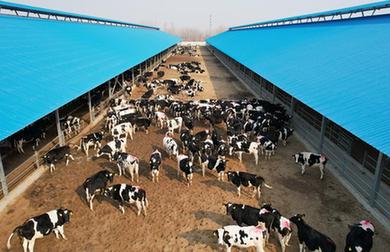 河北撫寧：發展畜牧産業促農增收