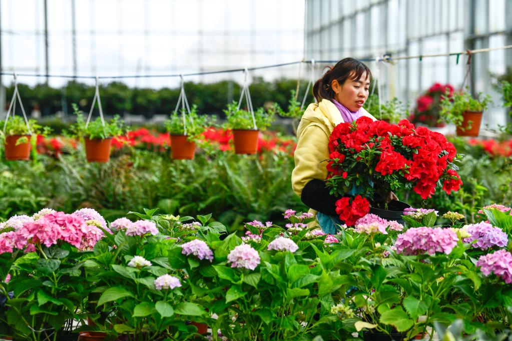 百裏杜鵑：花卉産業開出“花樣經濟”