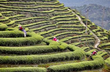 福建連江：“茶旅融合”促振興