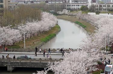 上海：春日校園 櫻花爛漫