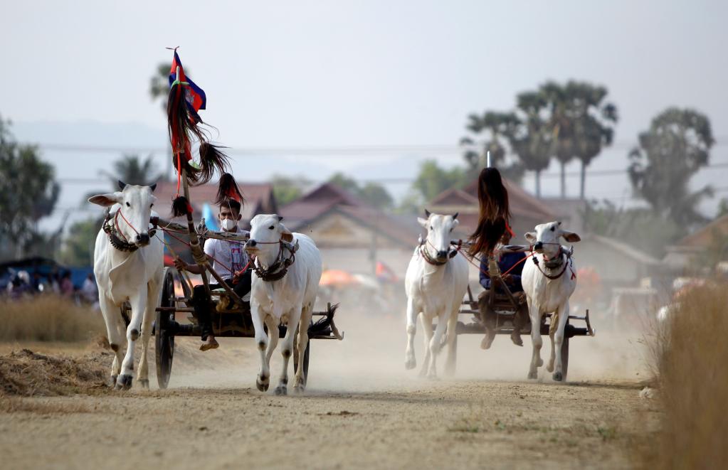 柬埔寨：趕牛車 迎新年