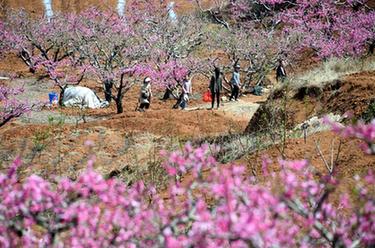 爬山小技巧：上山时哪种方式更科学省力？蚂蚁庄园4月4日答案