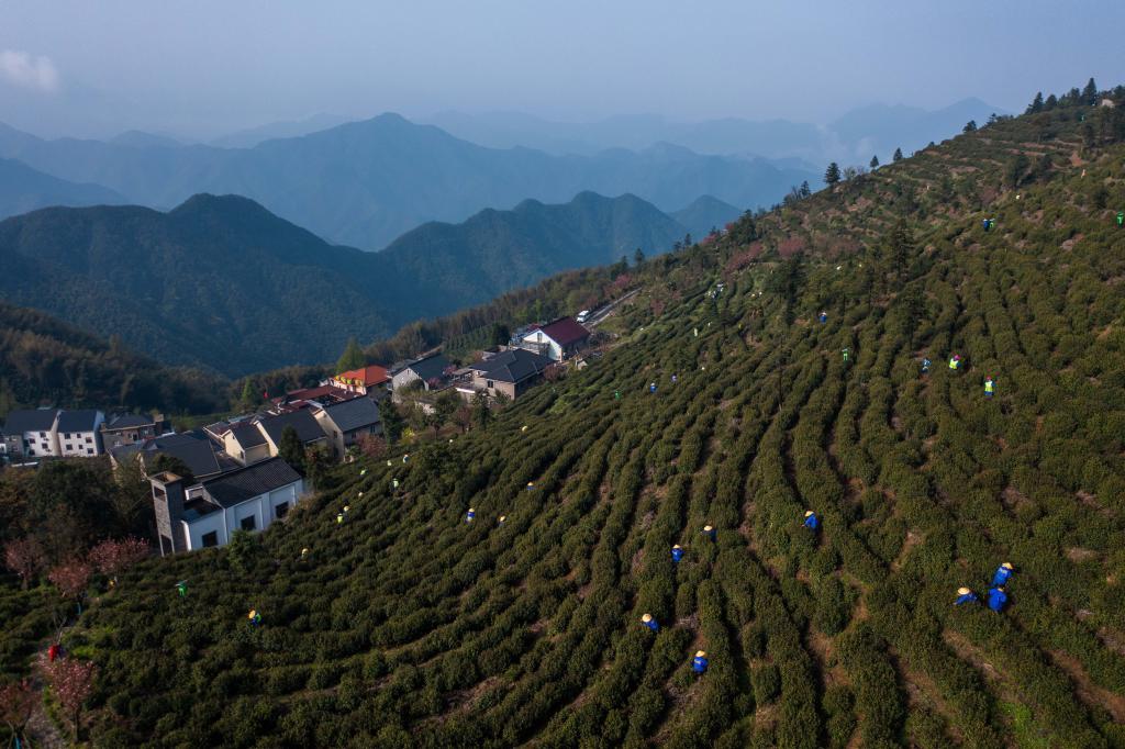 杭州富陽：高山茶村開啟共富工坊 促進村集體和村民增收