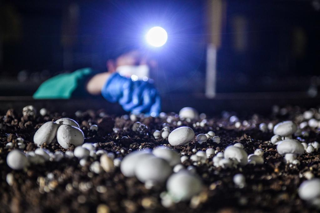 山東泰安：雙孢菇進入採摘期