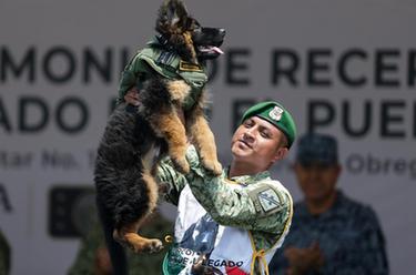 土耳其向墨西哥贈送小犬 以感謝震後救援