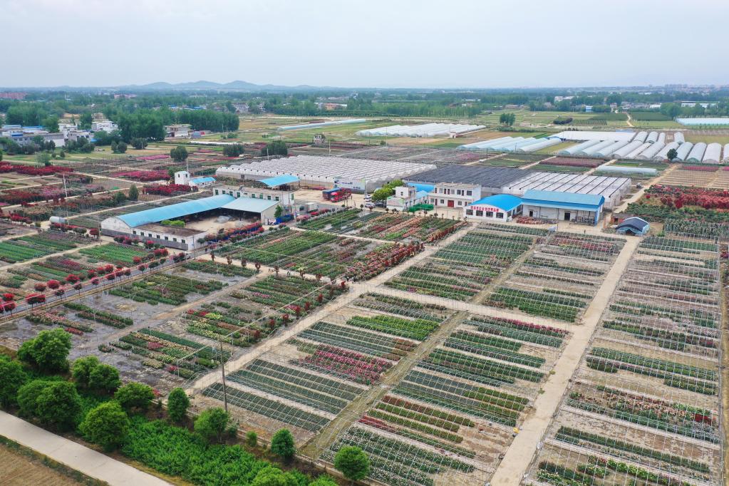 河南南陽：發展月季産業 助力鄉村振興